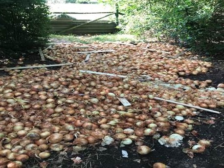 Entsorgte Zwiebeln in Froschhausen