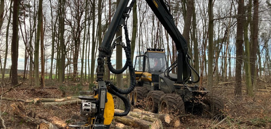 Harvester im Seligenstädter Wald