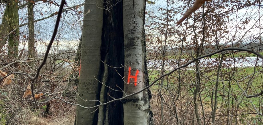 Gekennzeichneter Habitatsbaum im Stadtwald